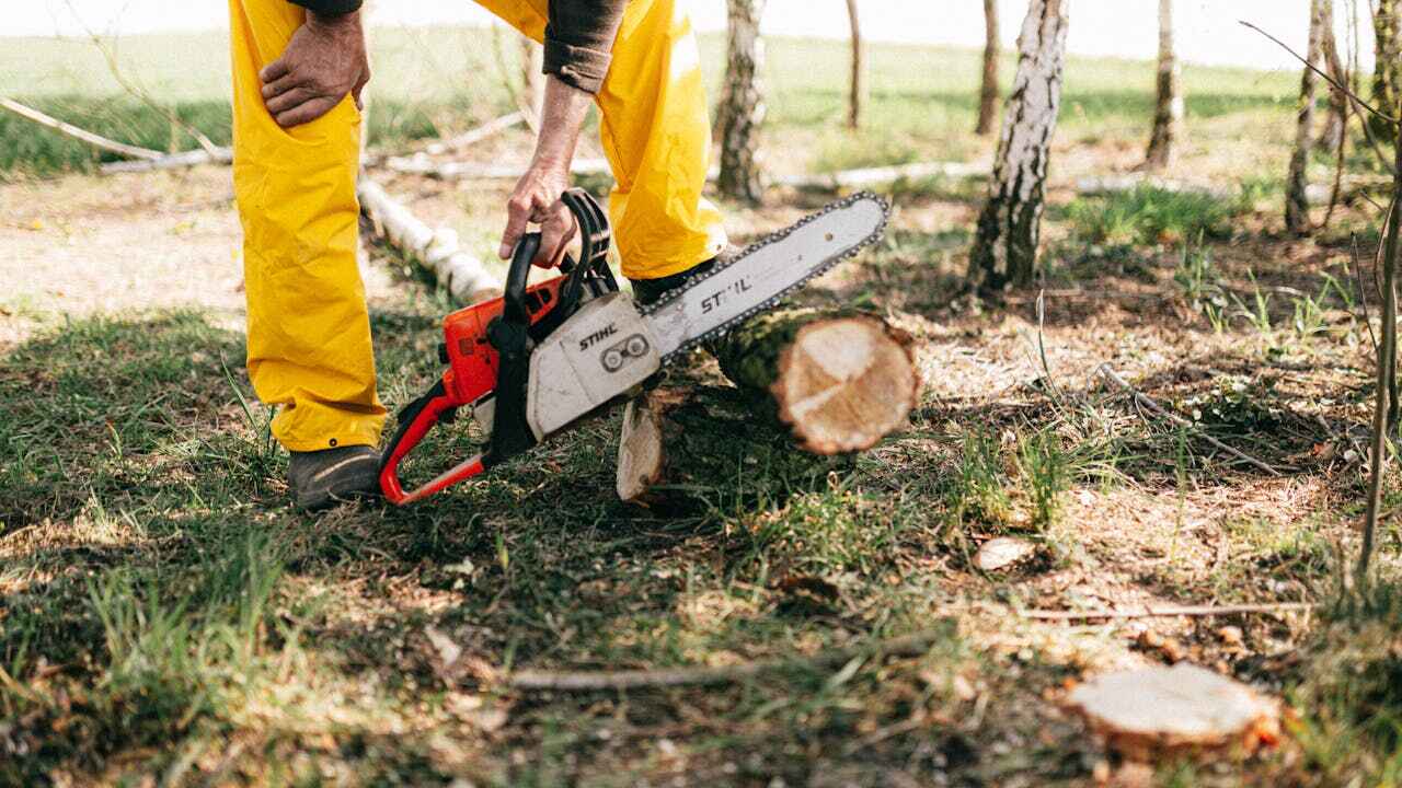 Waverly, MI Tree Service Company